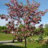 Robīnija (akācija) "Purple Robe" /robinia/ - C5, 100-160cm