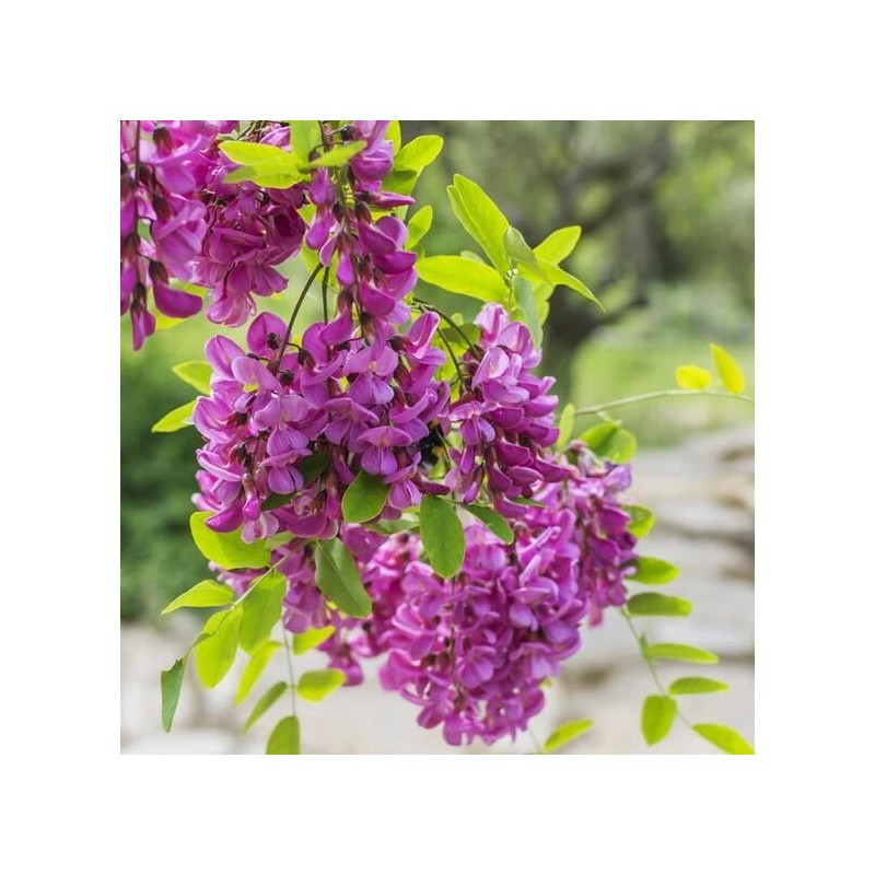 Robīnija (akācija) "Purple Robe" /robinia/ - C5, 100-160cm