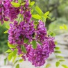 Robīnija (akācija) "Purple Robe" /robinia/ - C5, 100-160cm