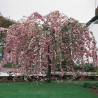 Japānas ziedu ķirsis (sakura) "Kiku Shidare Zakura" /prunus/ - 150-160cm, C7 kont.
