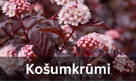 Košumkrūmi