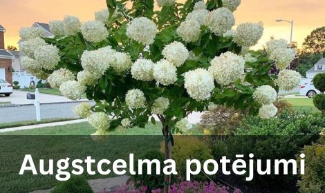 Augstcelma potējumi