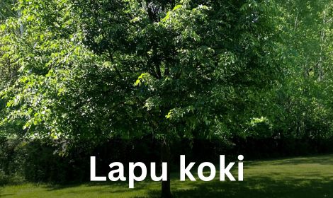 Lapu koki