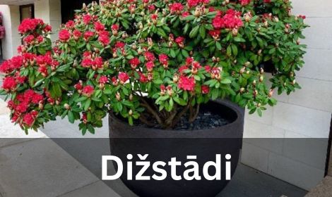 Dižstādi