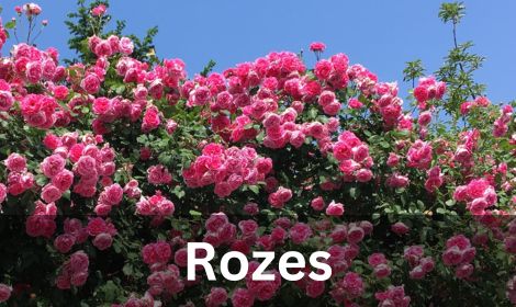 "Rozes