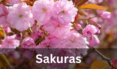 "Sakuras