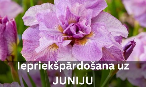 Iepriekšpārdošana