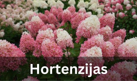 Hortenzijas