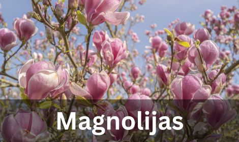 Magnolijas