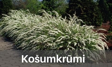 Košumkrūmi