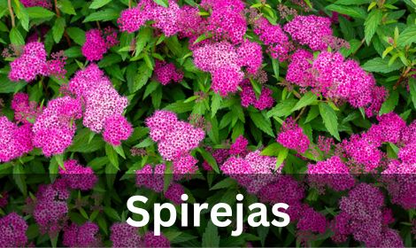 Spirejas