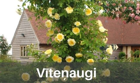 Vīteņaugi