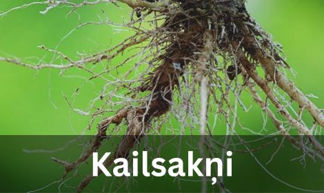 Kailsakņu stādi