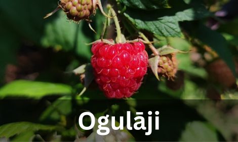 Ogulāji un ogu krūmi