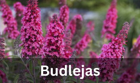 Budlejas