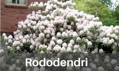 Rododendri un acālijas