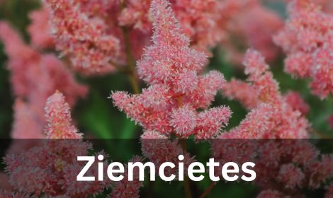 Ziemcietes