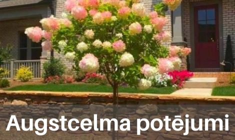 Augstcelma potējumi