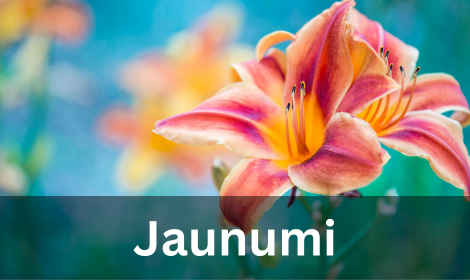 Jaunumi