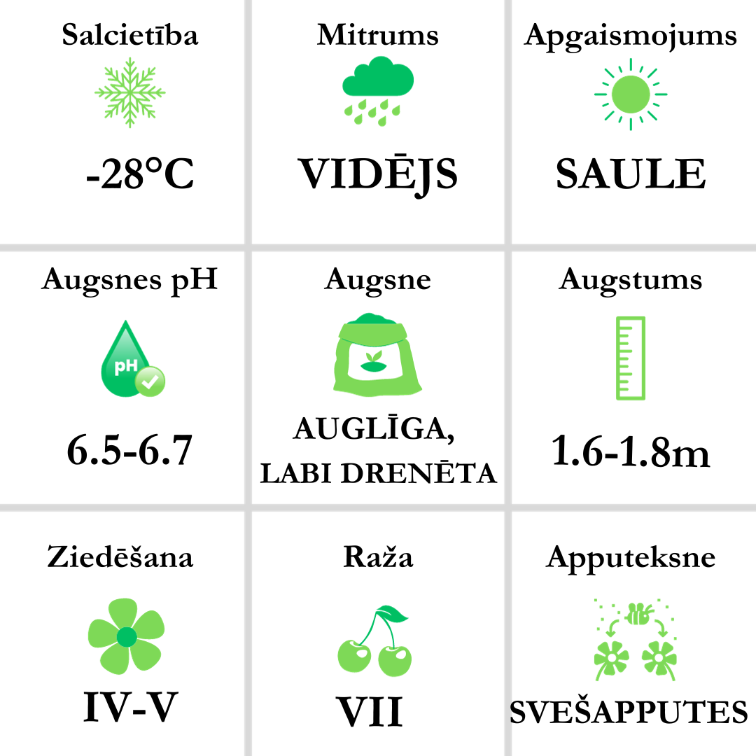 Igruška