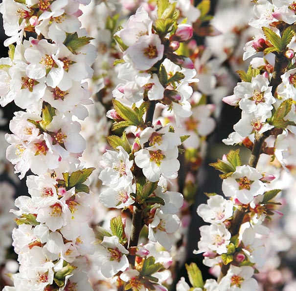 NankingCherry_blossoms.jpg