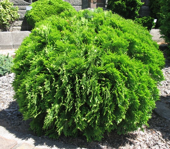 Thuja-occidentalis-Danica.jpg