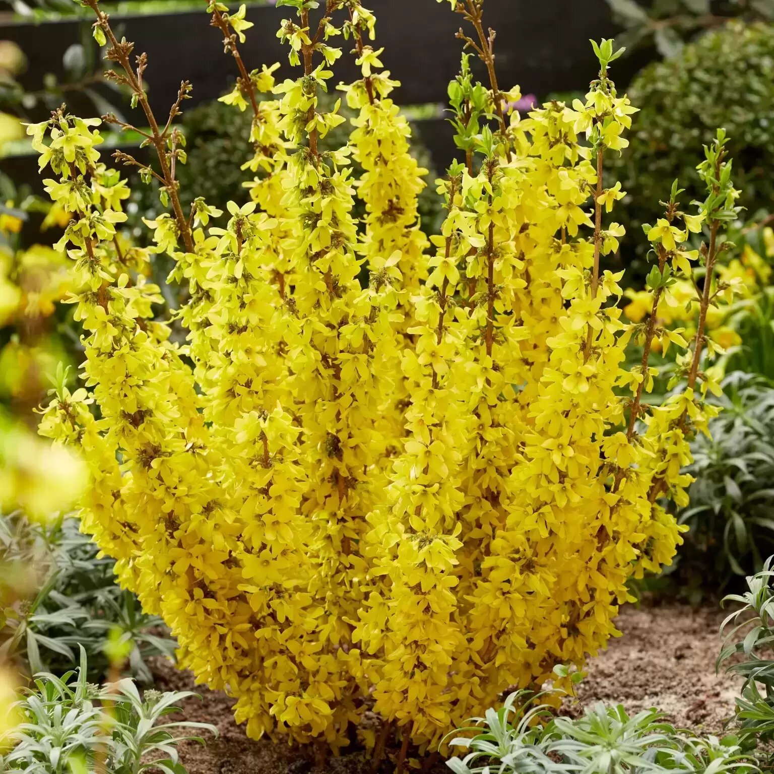 forsythia-mikador-1537x1536-620a534d38318_l.jpg