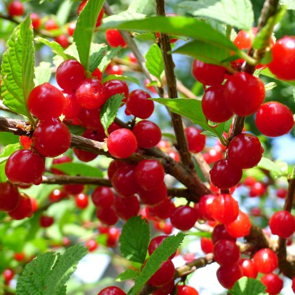 nanking-cherry-fruit-600x600.jpg